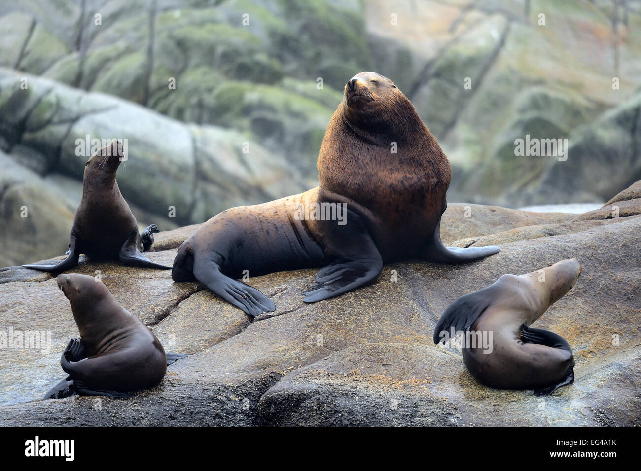 Männliche Steller Seelöwen (Eumetopias Jubatus) Gruppe Frauen holte am Rookery Prince Rupert, Britisch-Kolumbien Kanada Juni. Stockfoto