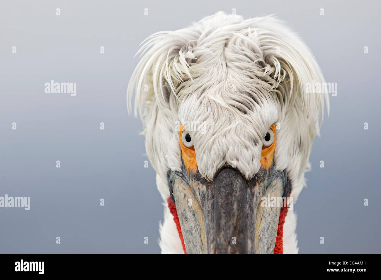 Krauskopfpelikan (Pelecanus Crispus) Porträt close-up Augen See Kerkini Griechenland. Februar Stockfoto