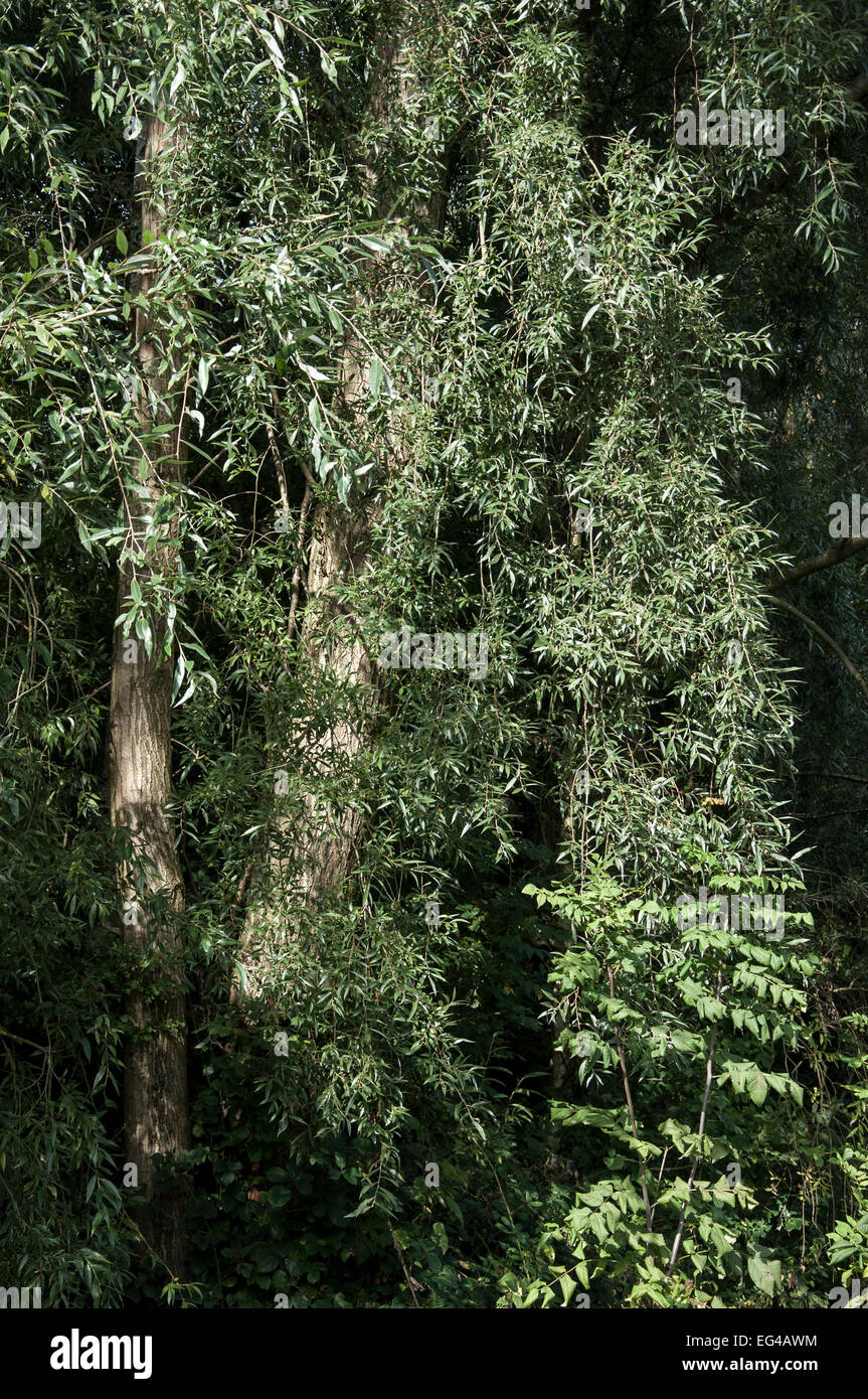 Weide (Salix Alba) mit feinen herabhängenden Zweigen der blasse grüne Laub. Stockfoto