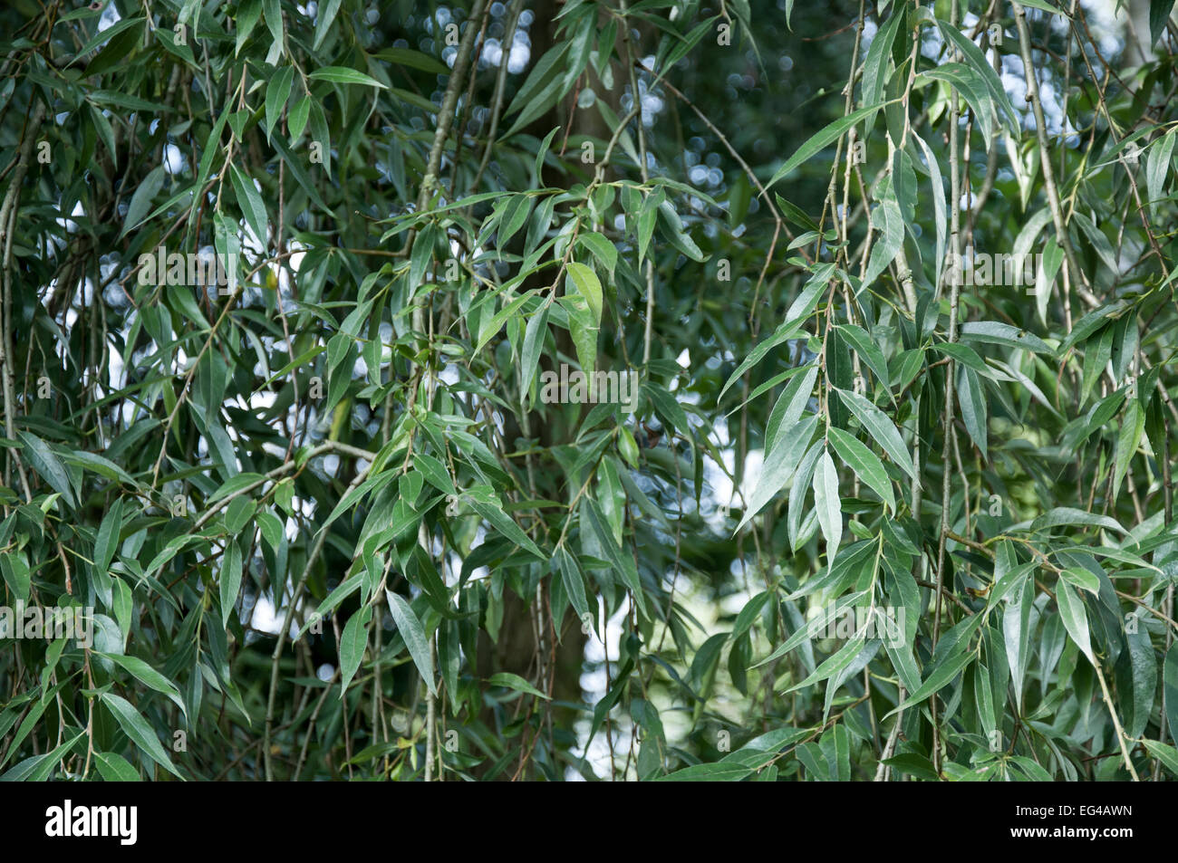 Blasse grüne Laub einer Weide (Salix Alba). Stockfoto