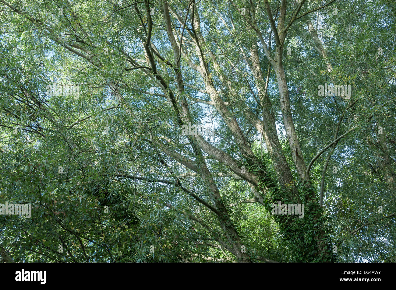 Blick hinauf in den Zweigen einer Weide (Salix Alba) mit blassen grünes Blattwerk auf feinen Zweigen. Stockfoto