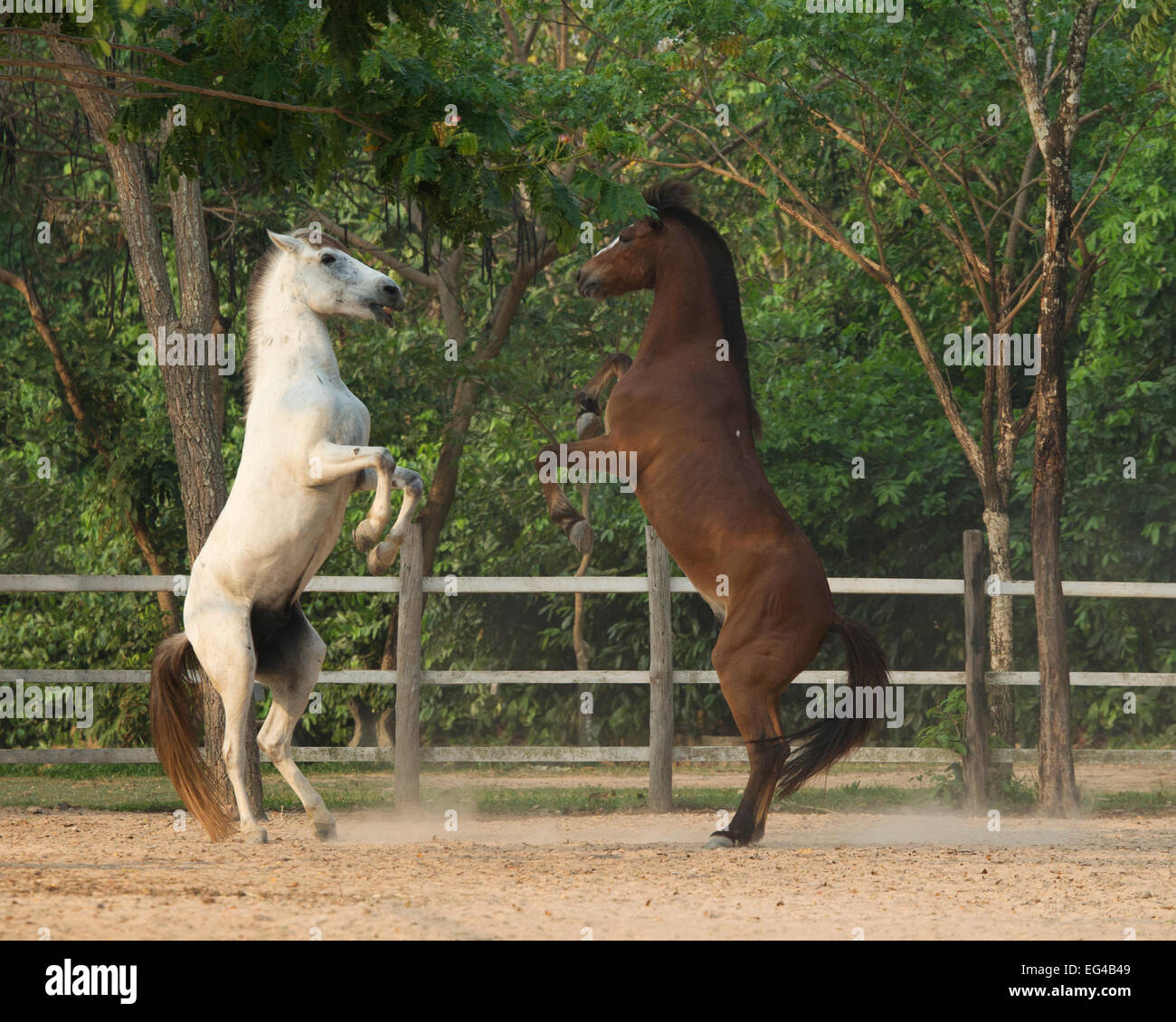 Zwei kambodschanische Pony Hengste spielen kämpfen auf Hinterbeine Siem Reap Kambodscha Aufzucht. März 2013 Stockfoto