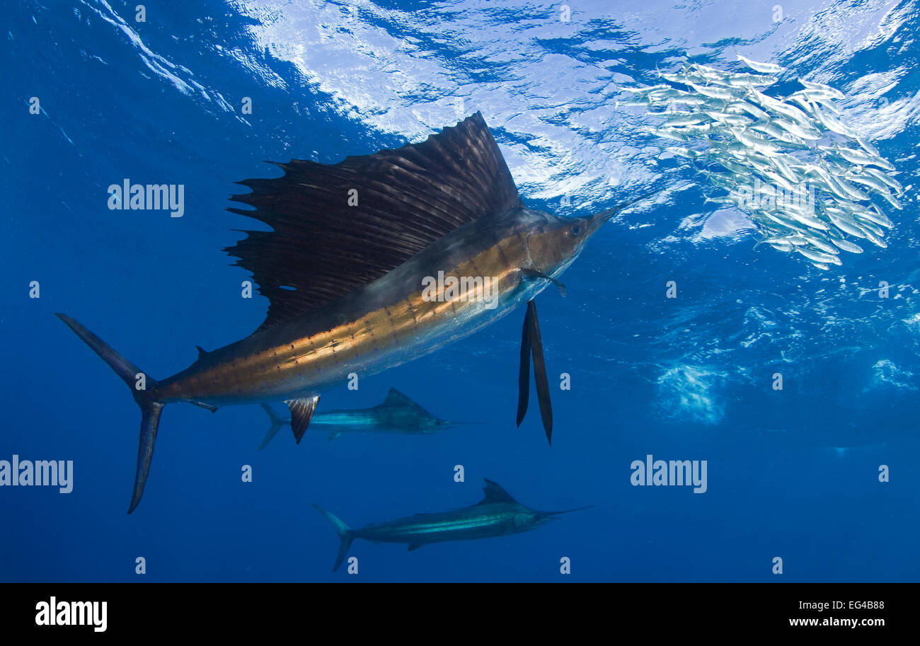 Indo-Pazifik Fächerfisch (Istiophorus Platypterus) Fütterung auf Sardinen Isla Mujeres, Mexiko. Stockfoto