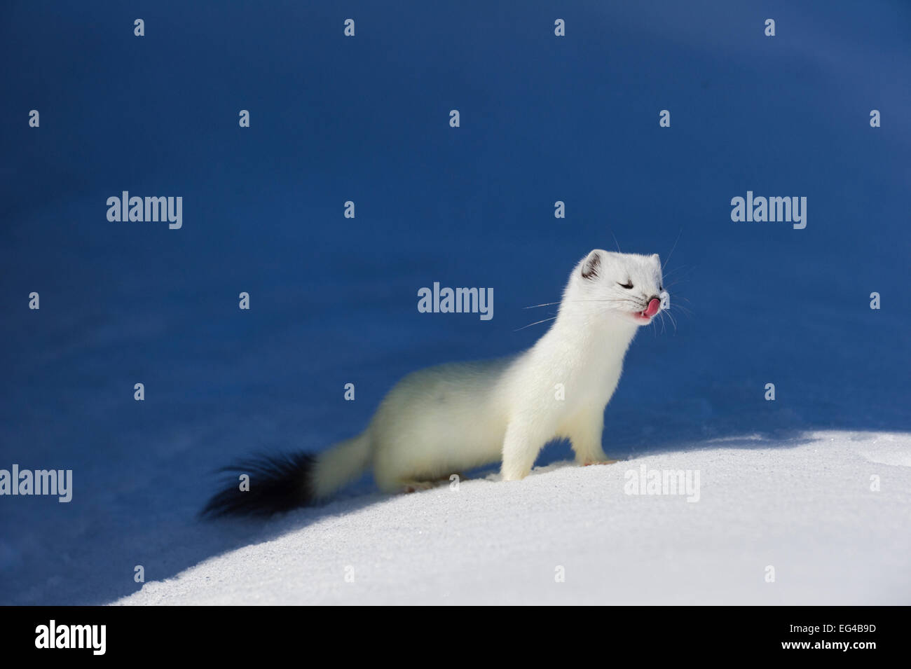 Hermelin (Mustela Erminea) in weißen Wintermantel. Vauldalen Sor-Tröndelag Norwegen Mai. Stockfoto