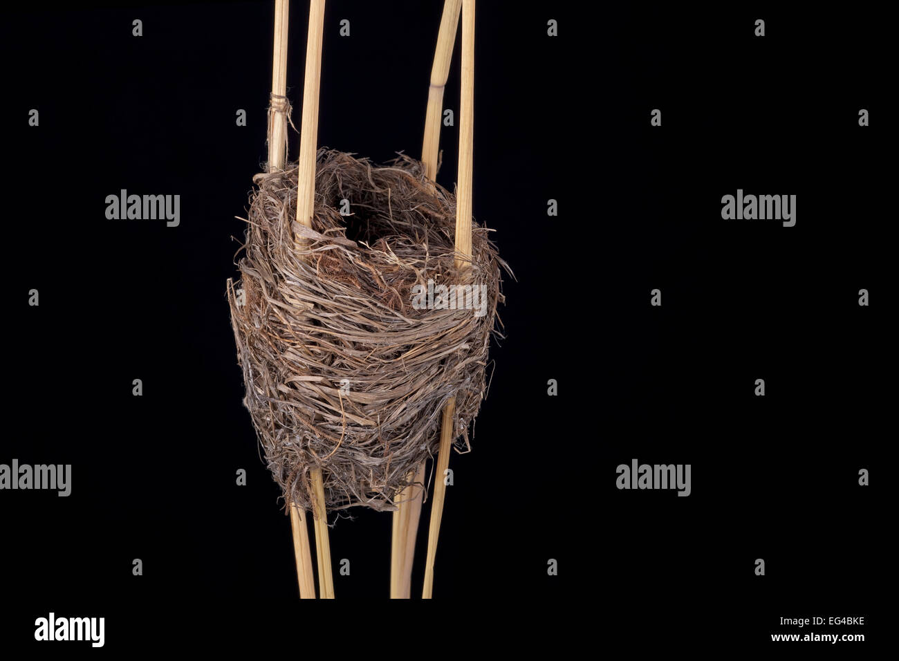 Reed Warbler (Acrocephalus Scirpaceus) Nest in Senckenberg Natural Storico Sammlung Dresden Deutschland. Stockfoto