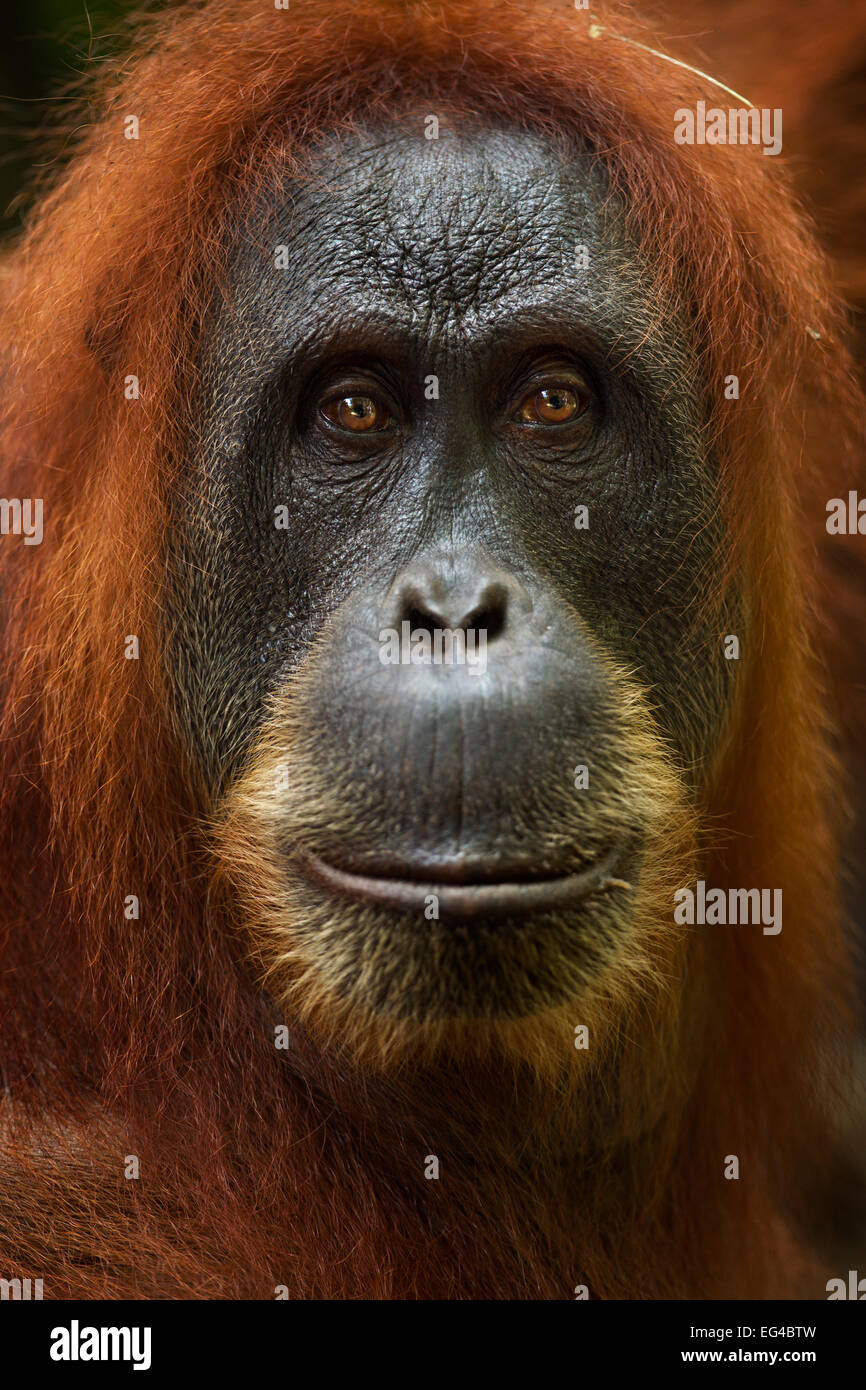 Sumatra Orang-Utan (Pongo Abelii) weibliche "Pesec" im Alter von 28 Jahren Porträt. Gunung Leuser Nationalpark Sumatra in Indonesien. Apr 2012. Rehabilitiert veröffentlicht (oder abstammen, die veröffentlicht wurden) zwischen 1973 1995. Stockfoto