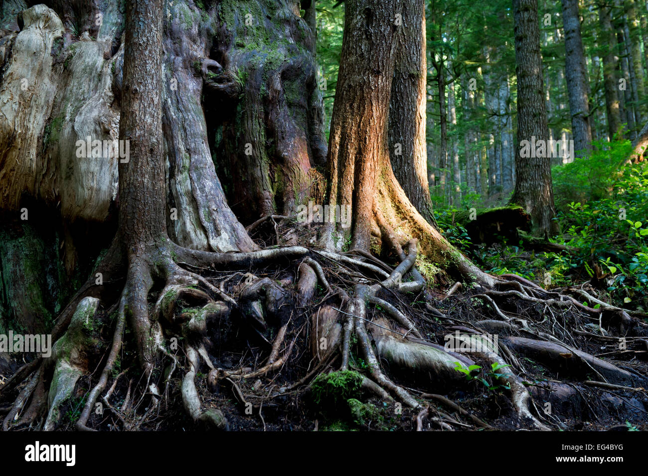 Westliche rote Zeder (Thuja Plicata) gilt als Kanadas "schwierigsten Baum" in der alten Waldbestands. Avatar-Grove Vancouver Island British Columbia Kanada Juli. Stockfoto