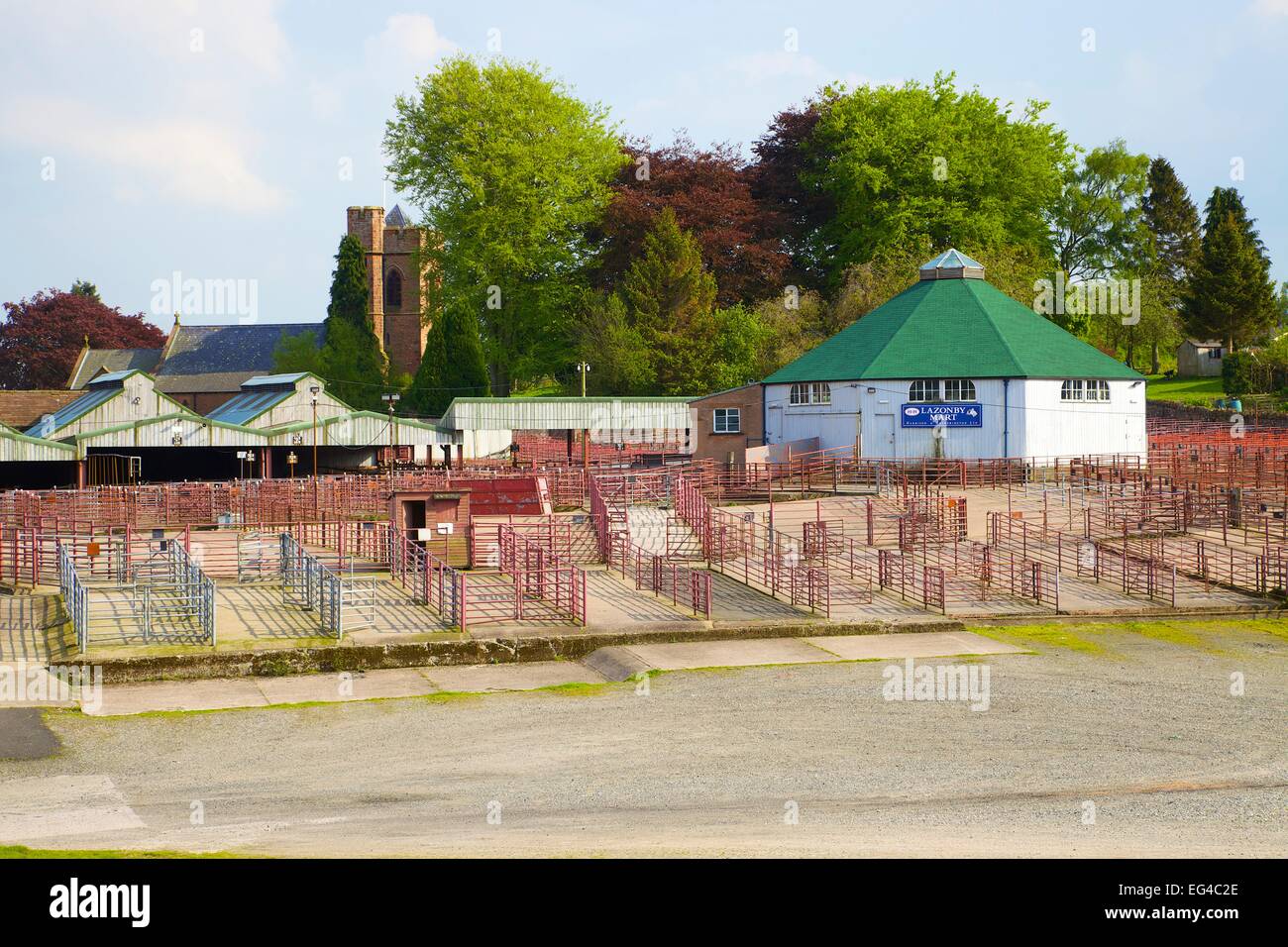 Vieh Auktion Mart Lazonby Mart Lazonby Eden Valley Cumbria England UK