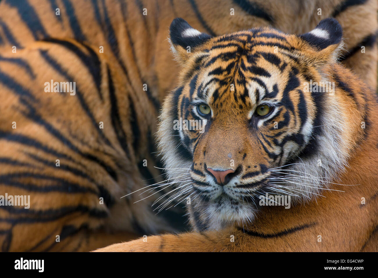 Sumatra-Tiger (Panthera Tigris Sumatrae) Gefangenschaft tritt in Sumatra in Indonesien. Stockfoto