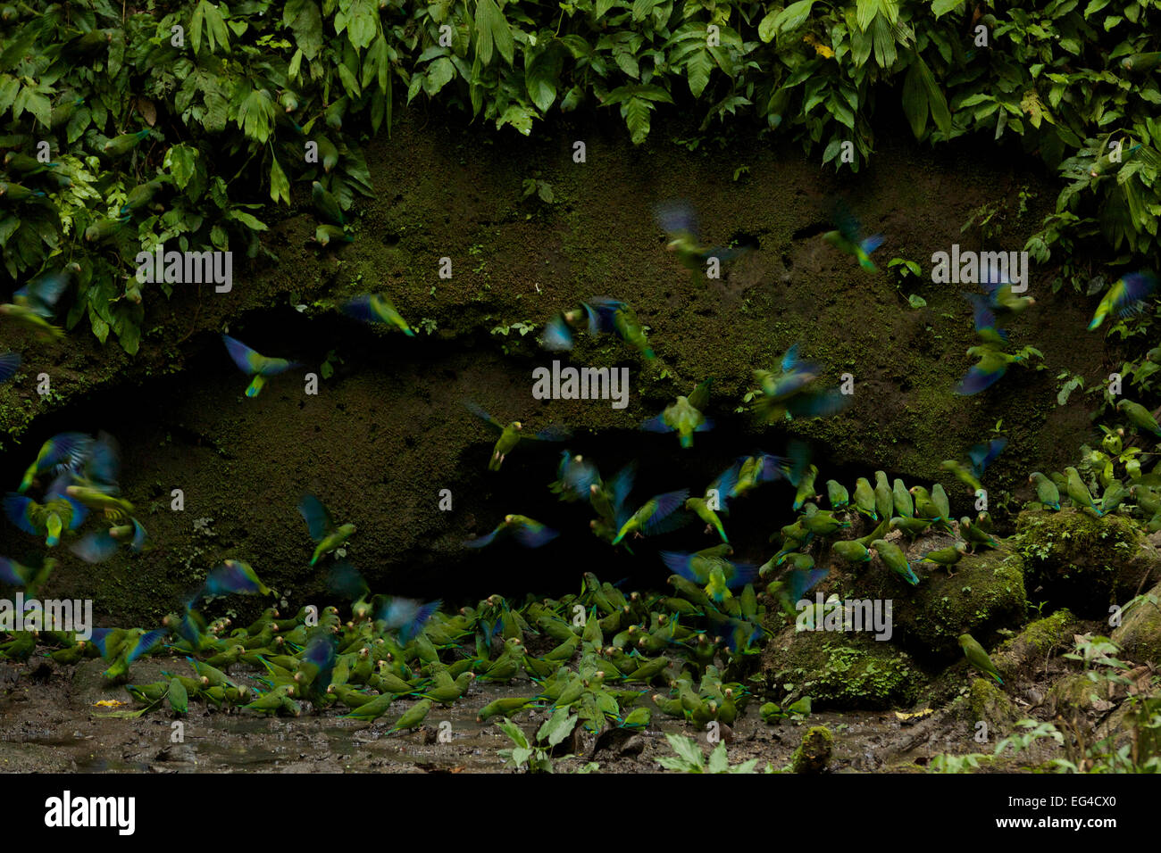 Kobalt-winged Parakeets (Brotogeris Cyanoptera) essen Ton in Ton lecken Ost Anangu Süd der Napo Fluss Yasuni National Park Orellana Provinz Ecuadors Juli. Stockfoto