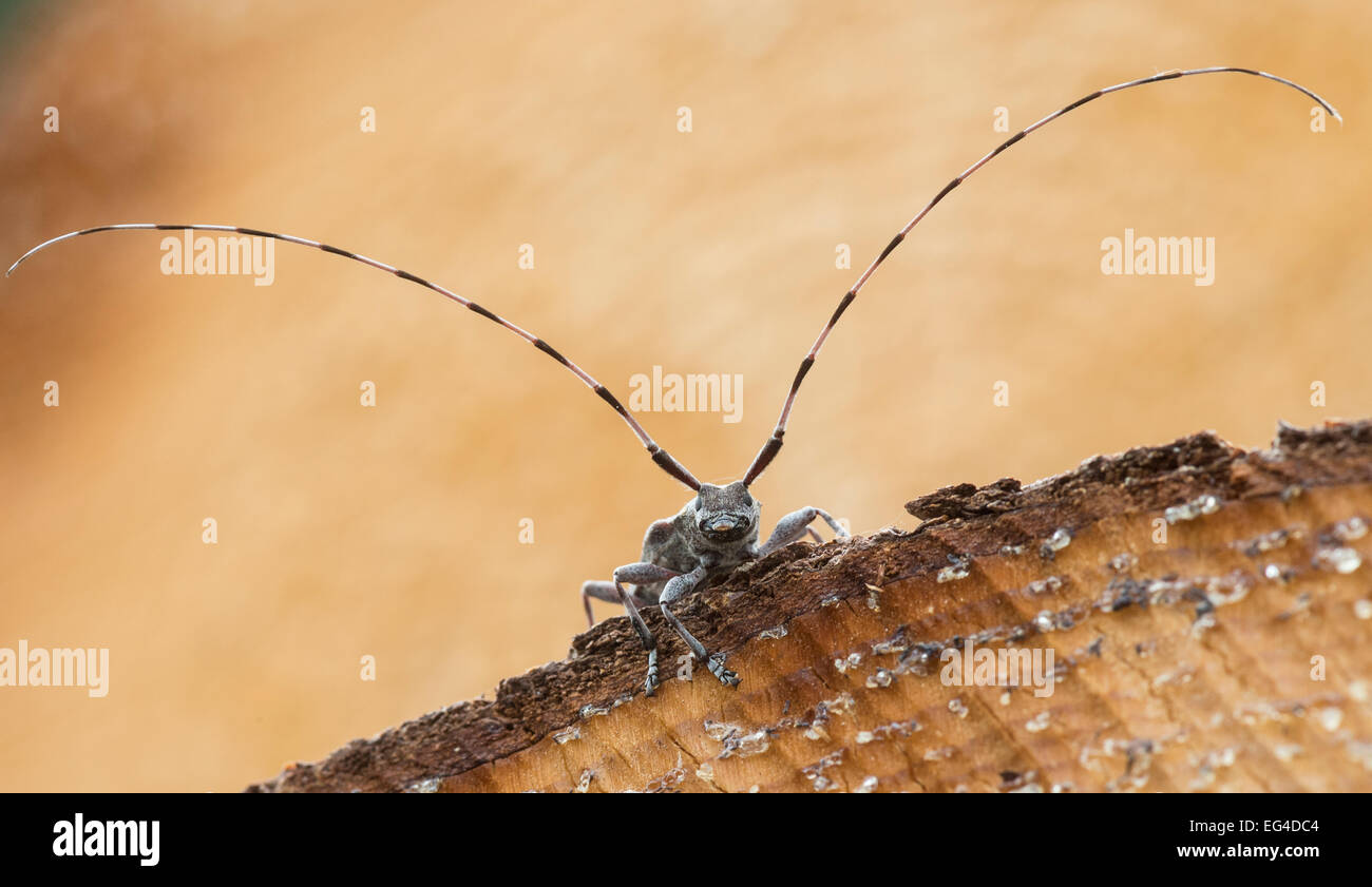 Timberman Käfer (Acanthocinus Aedili) mit Antennen, die vier Mal so lang sind ihre Körper Mittelfinnland Mai. Stockfoto