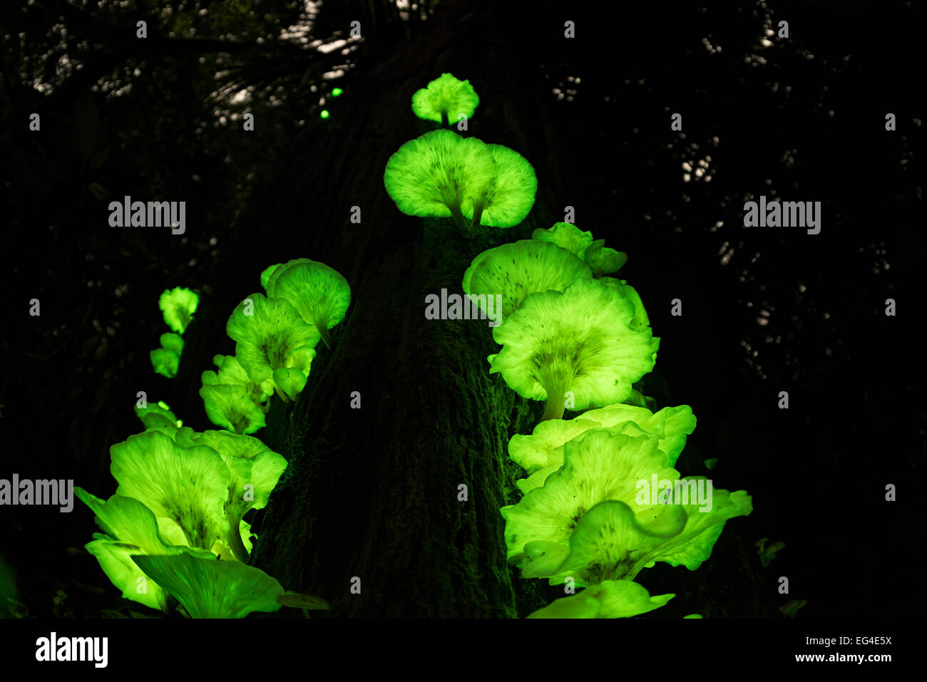 Biolumineszente Pilze (Omphalotus Nidiformis / Pleurotus Nidiformis) Glühen auf Baumstamm im Regenwald bei Nacht Atherton Tablelands Queensland Australia Stockfoto
