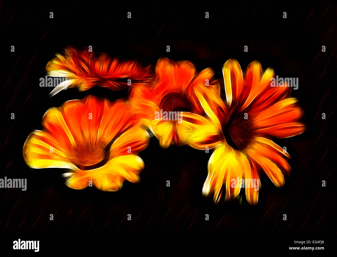 Abstract orange Fraktale Calendula Blume Tapete schwarzer Hintergrund Stockfoto