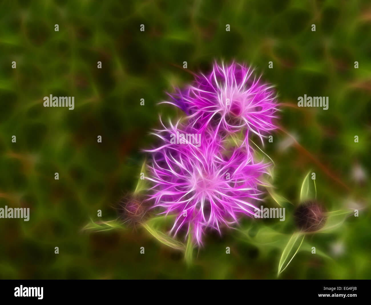 Abstrakte Fraktal Blume der Kornblume Tapete auf grünem Hintergrund Stockfoto