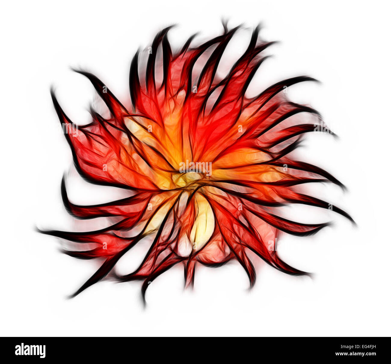 Abstrakte Fraktal Blume Tapete. Isoliert auf weißem Hintergrund Stockfoto