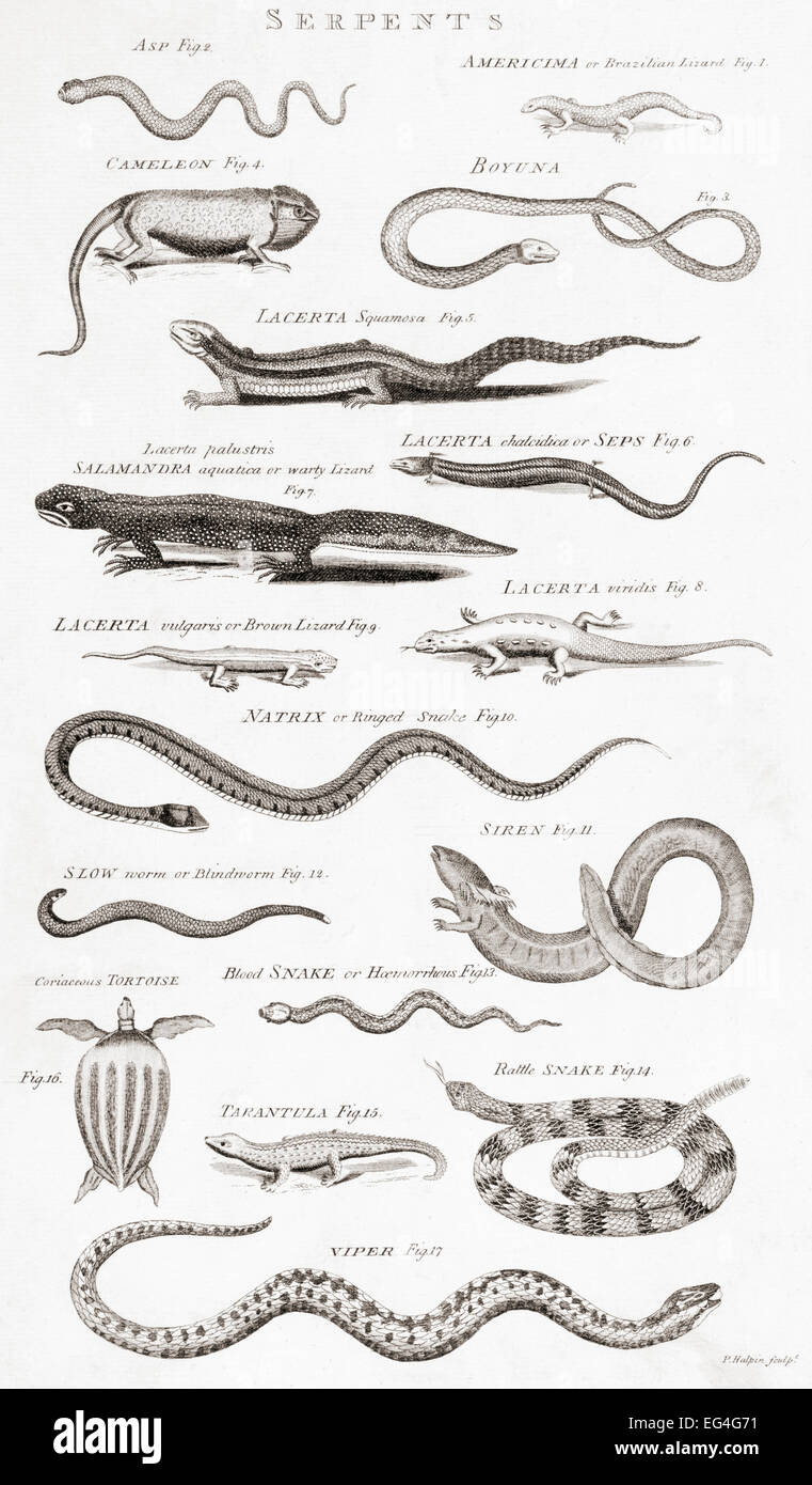 Verschiedene Arten von Reptilien.  Drucken Sie aus dem 18. Jahrhundert Stockfoto