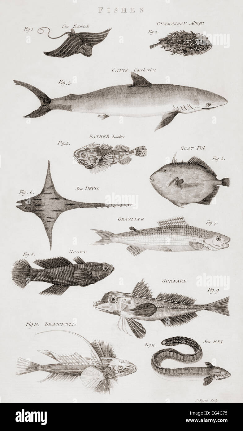 Verschiedene Arten von Fischen.  Drucken Sie aus dem 18. Jahrhundert Stockfoto