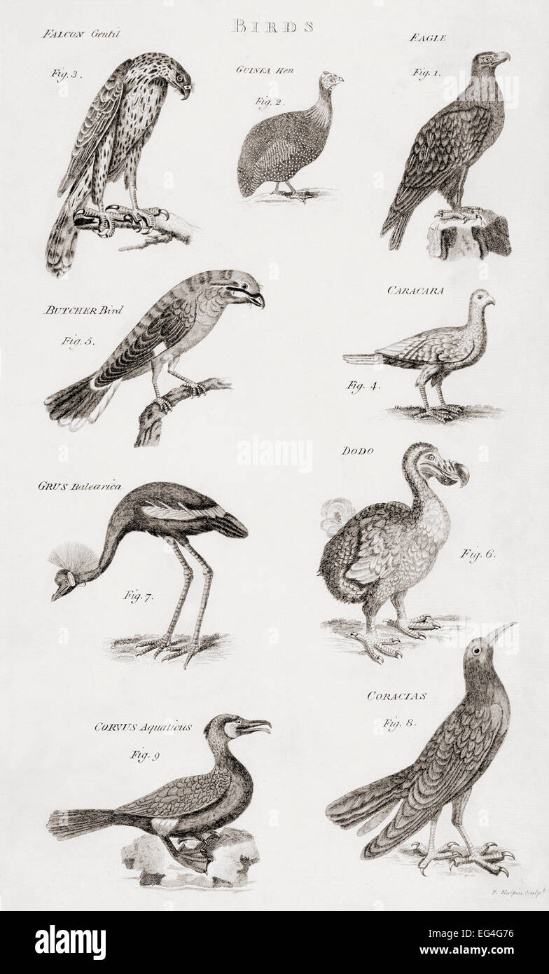 Verschiedene Arten der Vögel.   Drucken Sie aus dem 18. Jahrhundert Stockfoto