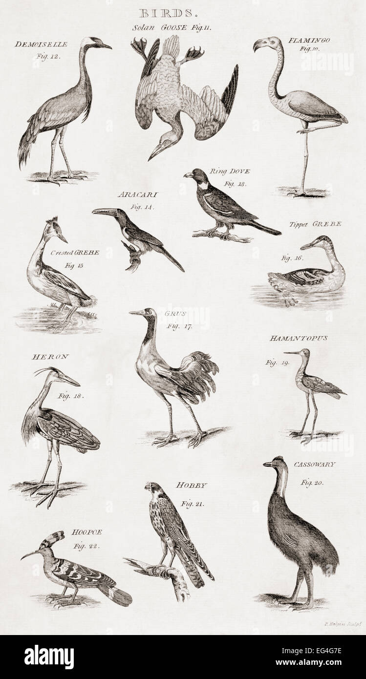 Verschiedene Arten der Vögel.  Drucken Sie aus dem 18. Jahrhundert Stockfoto