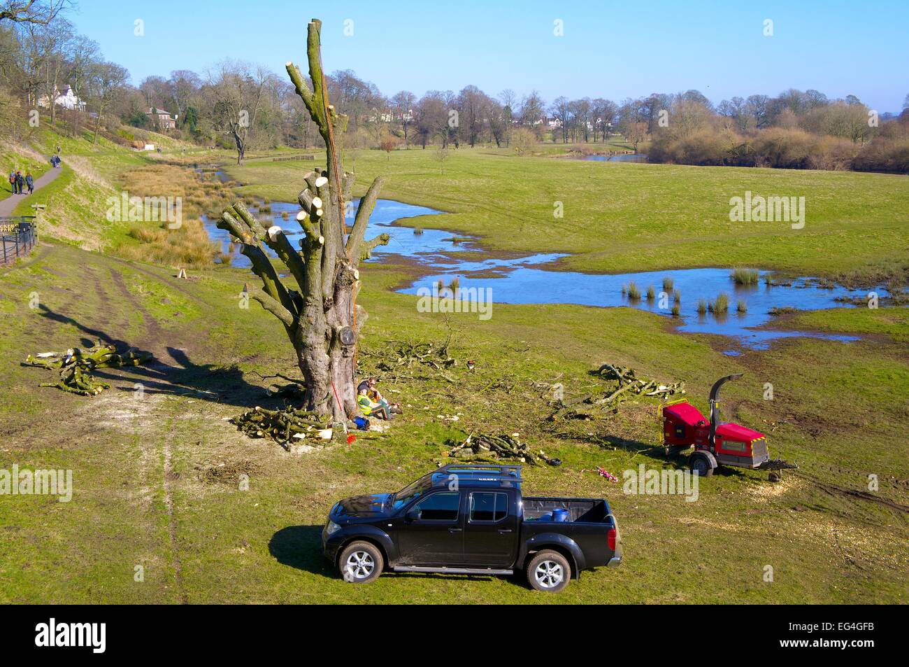 Baum durch Baum Chirurgen zurück geschnitten. Rickerby Park Carlisle Cumbria England UK Stockfoto