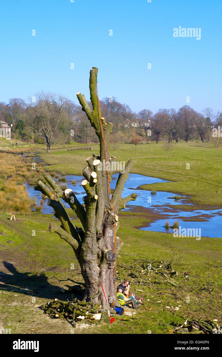 Baum durch Baum Chirurgen zurück geschnitten. Rickerby Park Carlisle Cumbria England UK Stockfoto