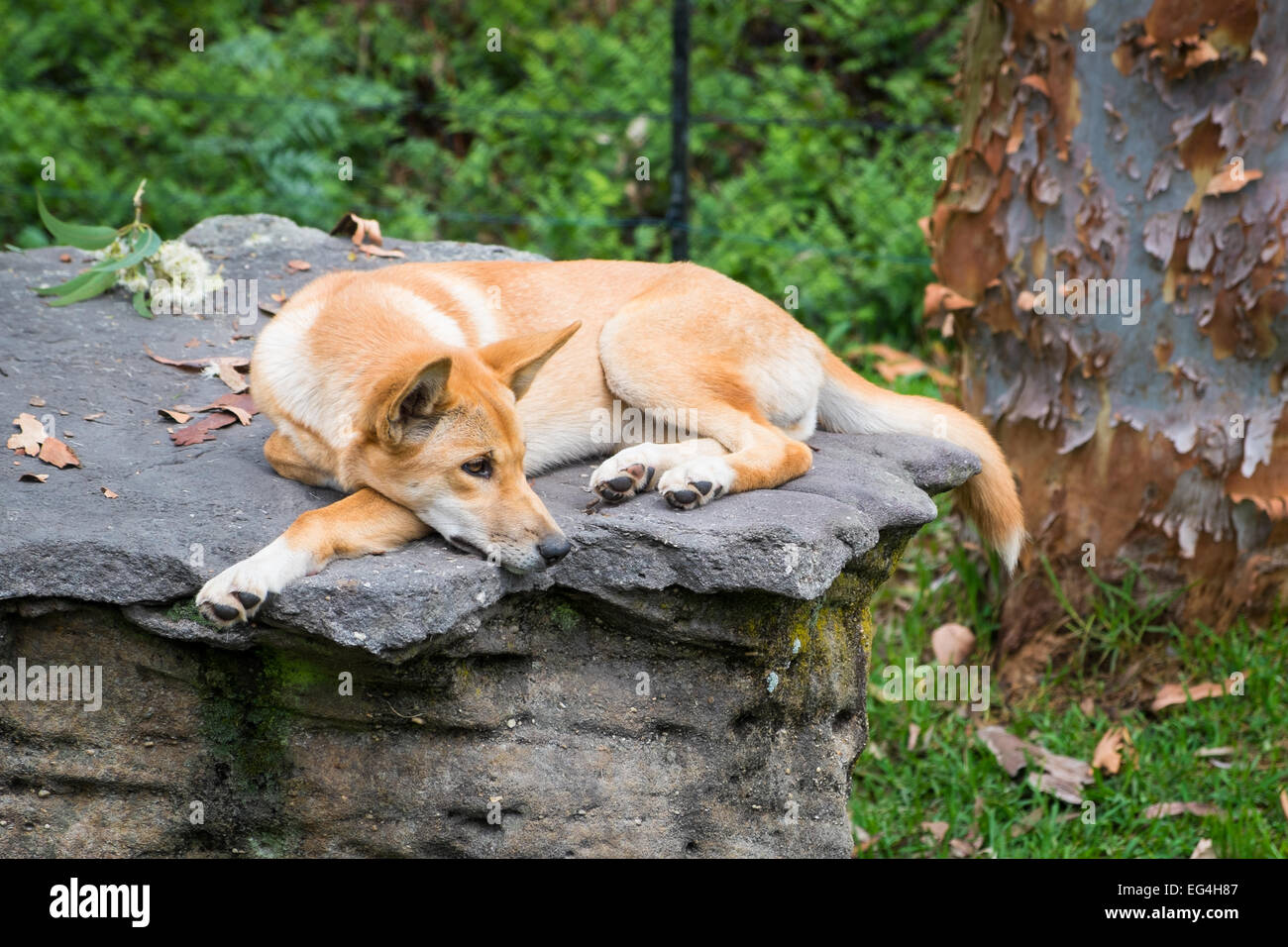 Ein australischer Dingo, Verlegung auf einem Felsen. Stockfoto