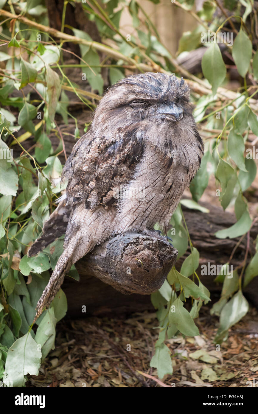 Tawny Frogmouth Eule thront auf einem Ast. Stockfoto