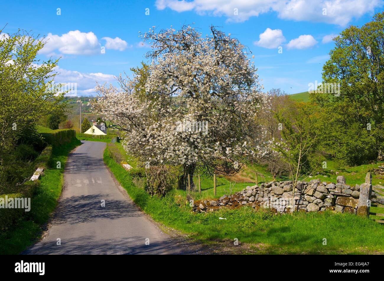 Kirschbaum Blüte auf der Straße. Gillfoot Brücke, Hesket Newmarket, Cumbria, England, UK. Stockfoto