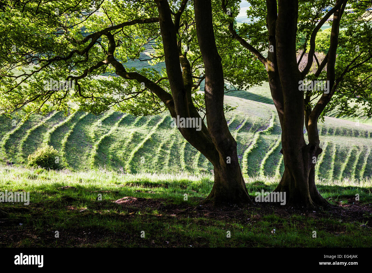 Blick durch die Bäume, Lynchets und Hügellandschaft in Wiltshire Streifen. Stockfoto