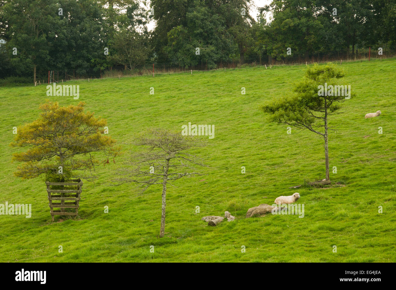 Schafe im Feld in The Lost Gardens of Heligan, Cornwall, England Stockfoto