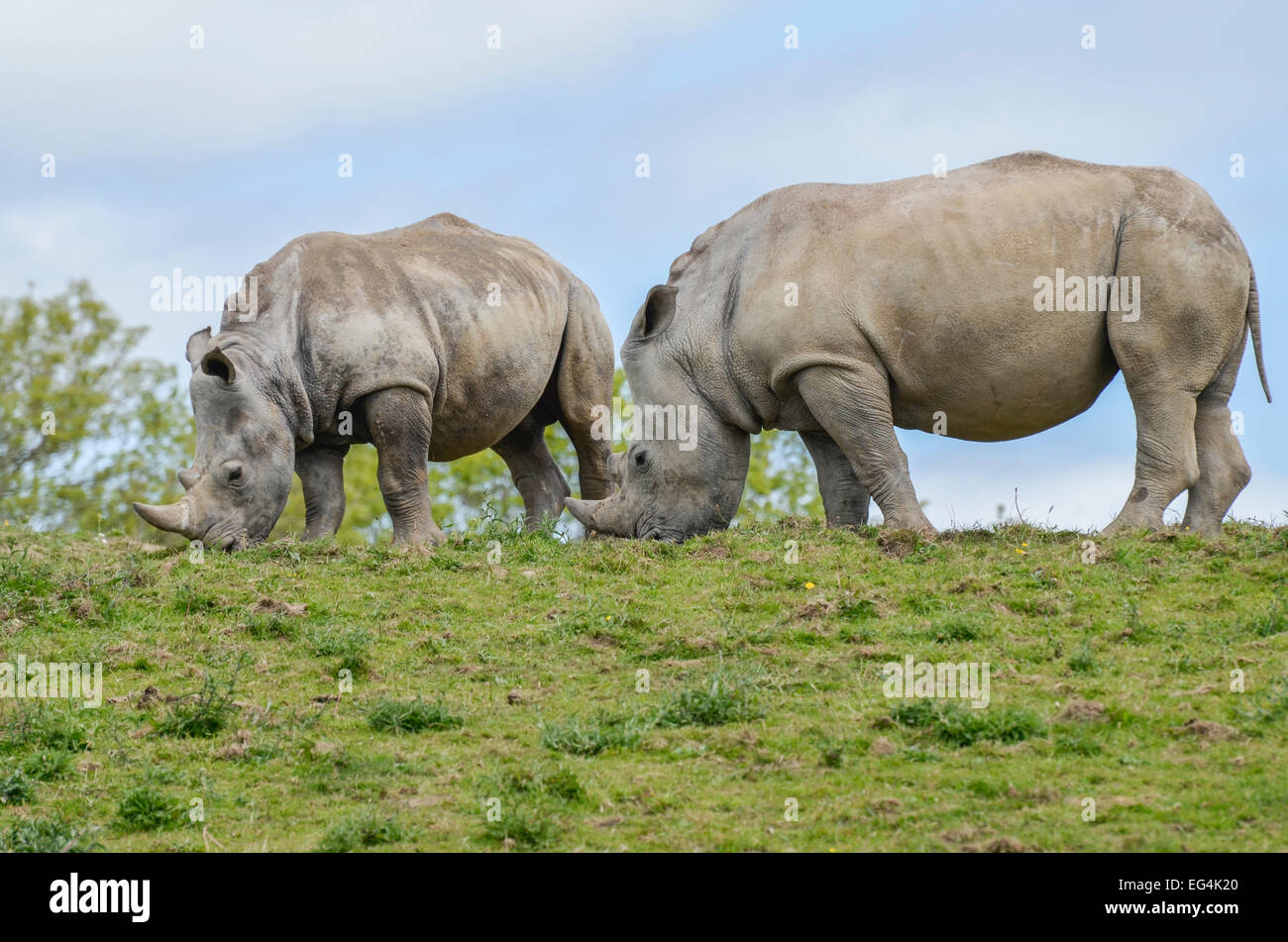 zwei Nashörner grasen in einem Feld Stockfoto