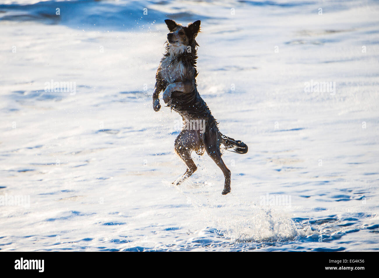 Aberystwyth, Wales, UK. 16. Februar 2015. UK-Wetter: Ein Hund ist immun gegen den kalten Wind und Seegang wie es springt zum Abrufen von Stöcken und Steinen geworfen von seinem Besitzer am Strand von Aberystwyth auf der West-Wales Küste UK.   Beißend kalte Winden kehrte heute nach dem lauen frühlingshafte Wetter des Vortages Credit: Keith Morris/Alamy Live-Nachrichten Stockfoto