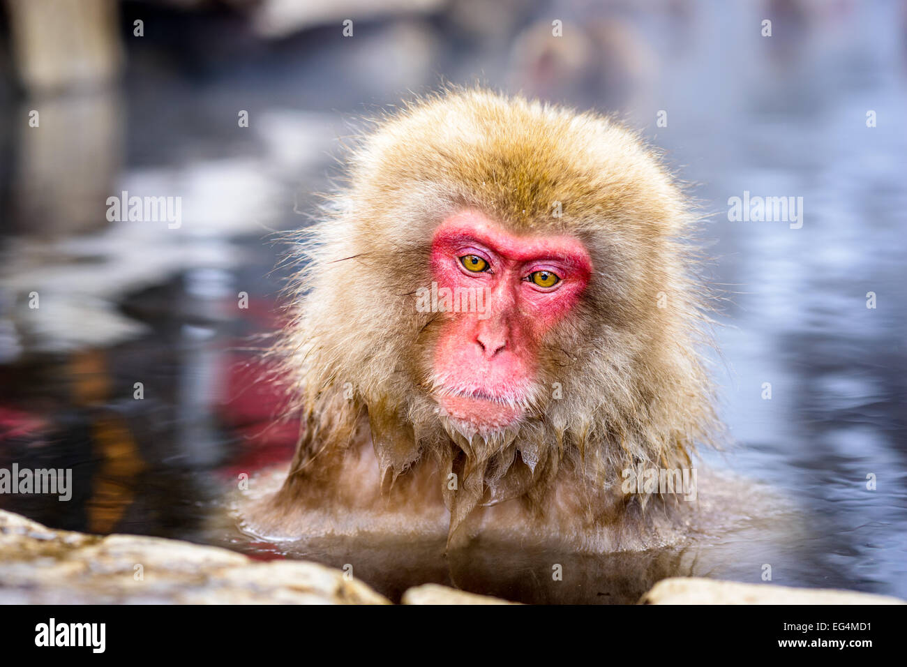 Schneeaffen in Nagano, Japan. Stockfoto
