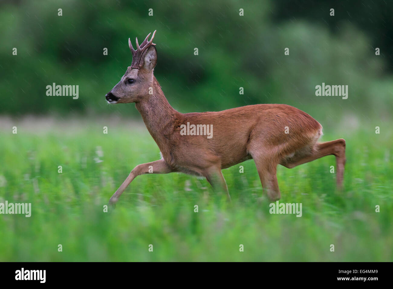 Reh (Capreolus Capreolus) Rehbock ausgeführt obwohl Wiese im Regen im Sommer Stockfoto