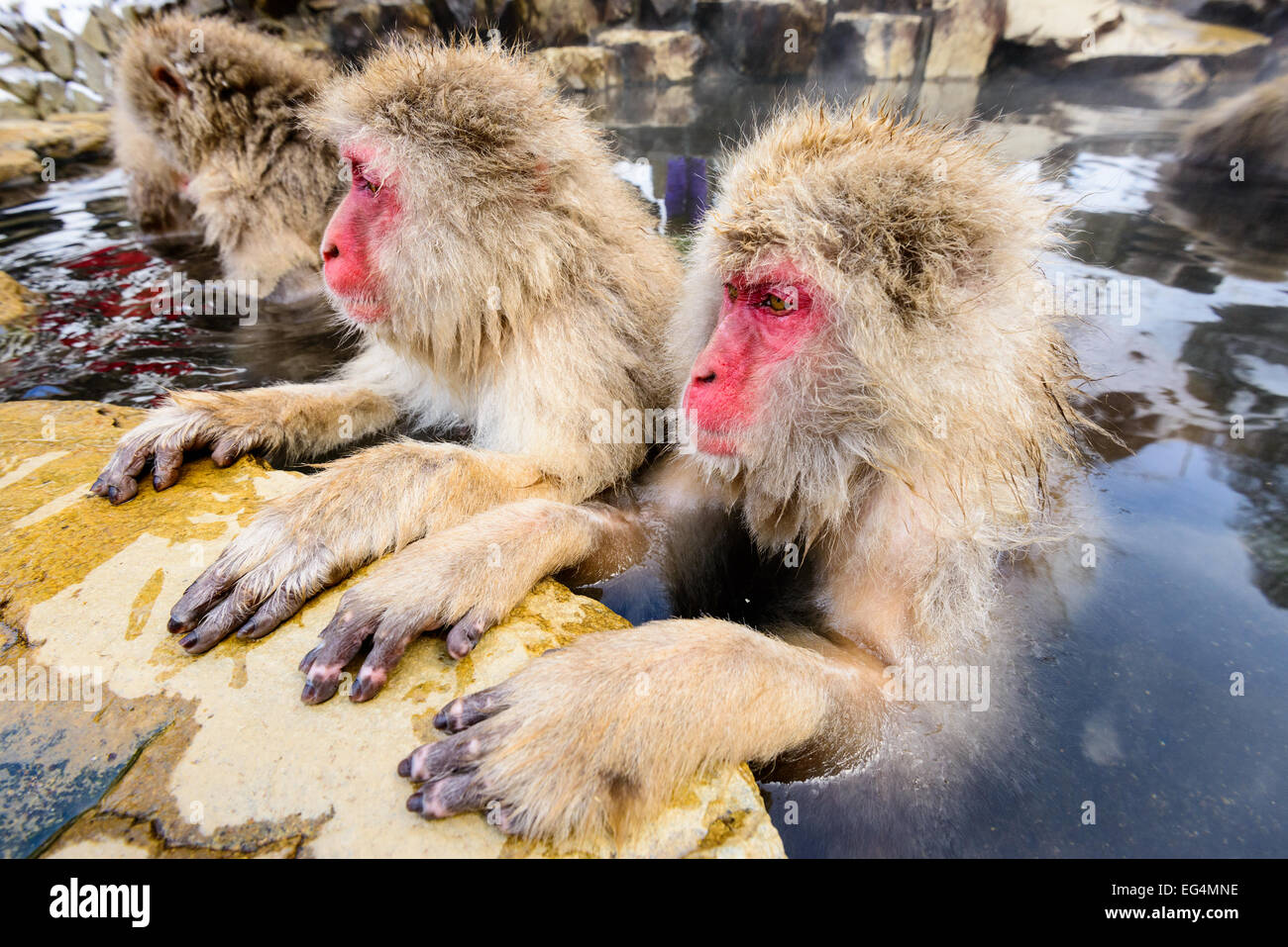 Schneeaffen in Nagano, Japan. Stockfoto