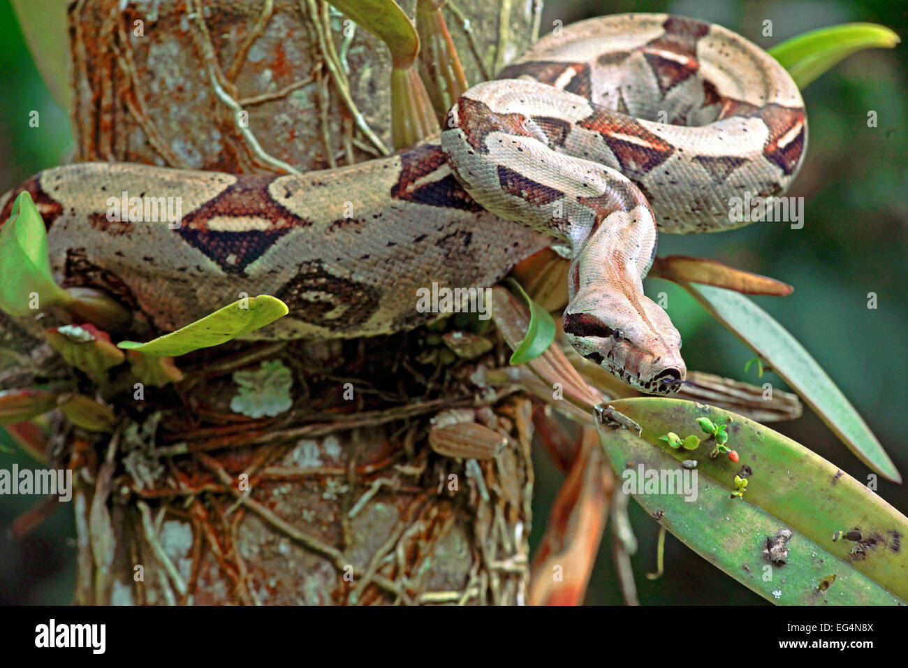 Abgottschlangen (Boa Constrictor) Stockfoto