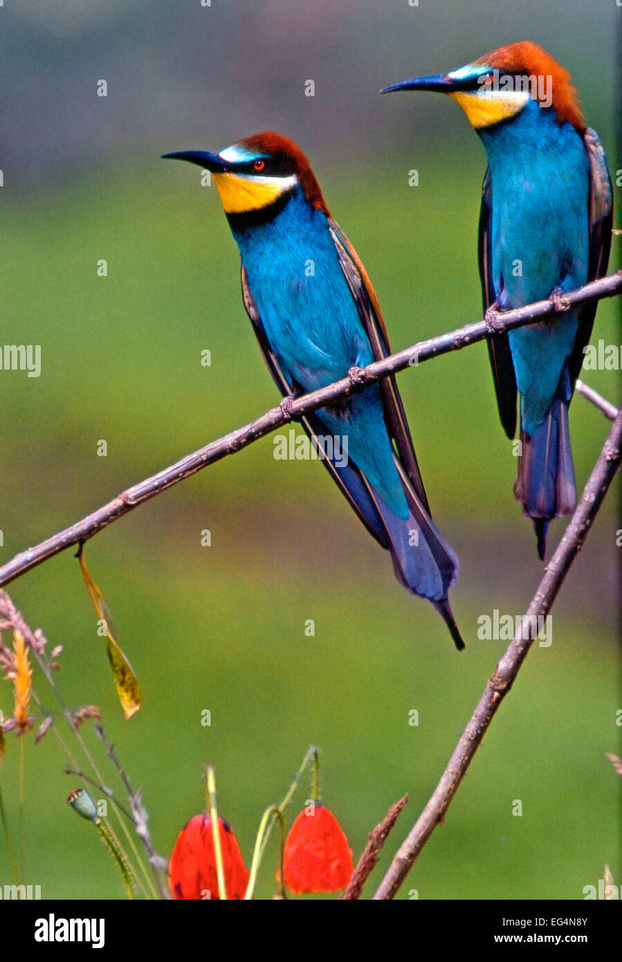 Europäische Bienenfresser (Merops Apiaster) paar thront, Italien, Lombardei in der Nähe Fluss Po, Verschachtelung Kolonie Bienenfresser: Stockfoto