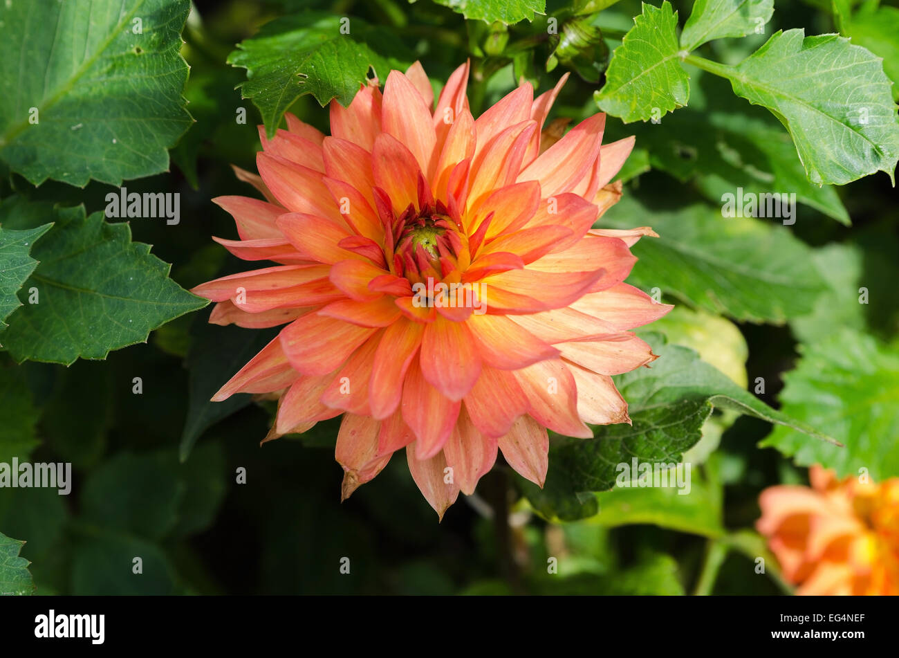 eine schöne orange Blume aus der Familie Dahlie das Bild ist von Göteborg Stockfoto