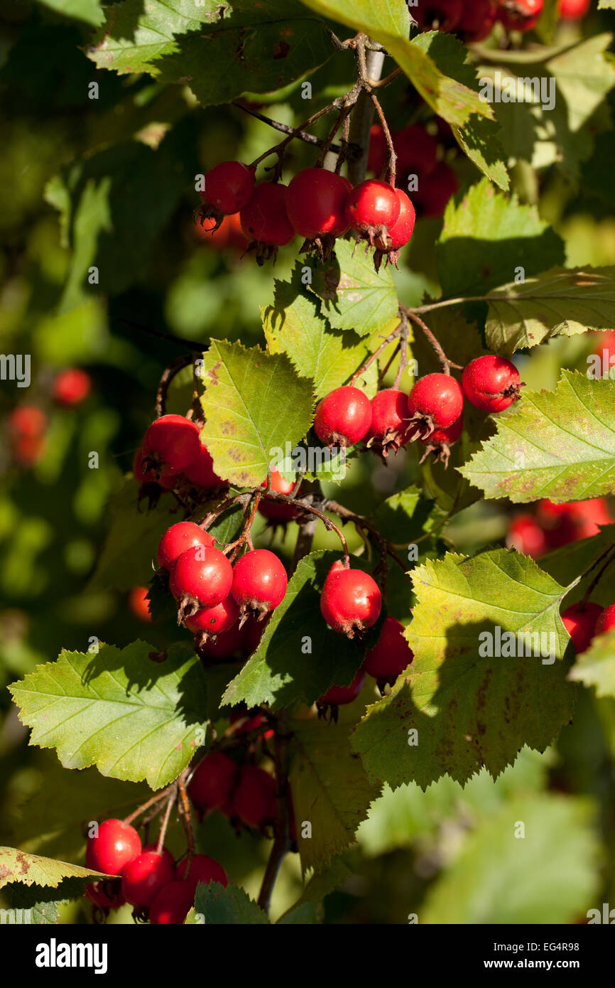 Baum-Weißdorn (Crataegus Coccinea) mit roten Früchten Stockfotografie ...