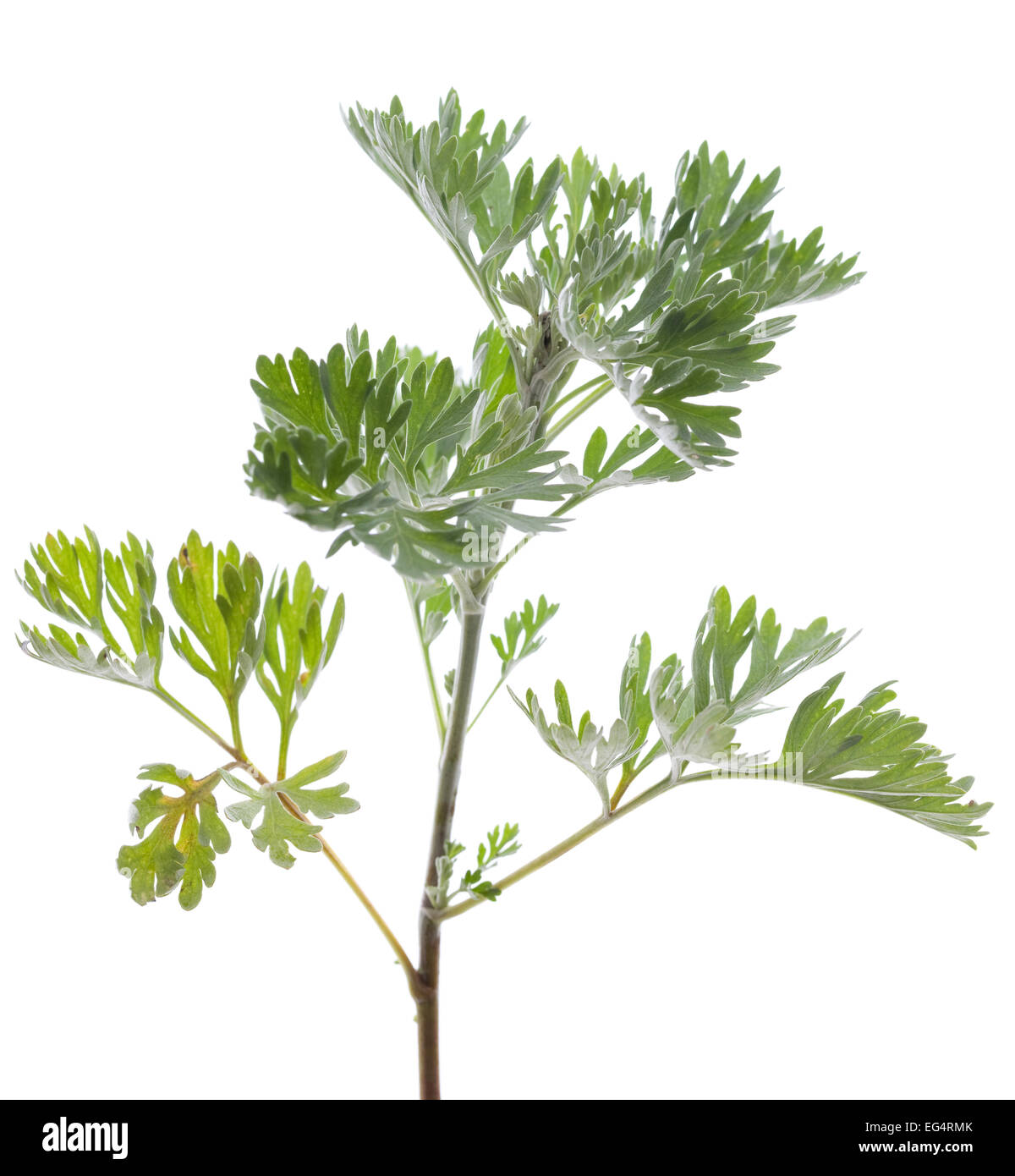 Frische grüne Wermut Artemisia Absinthium auf weiß ...