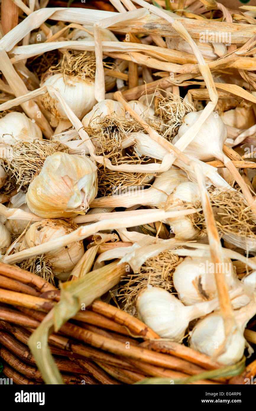 Frisch getrocknete Zwiebeln Knoblauch wicker am Marktstand Stockfoto