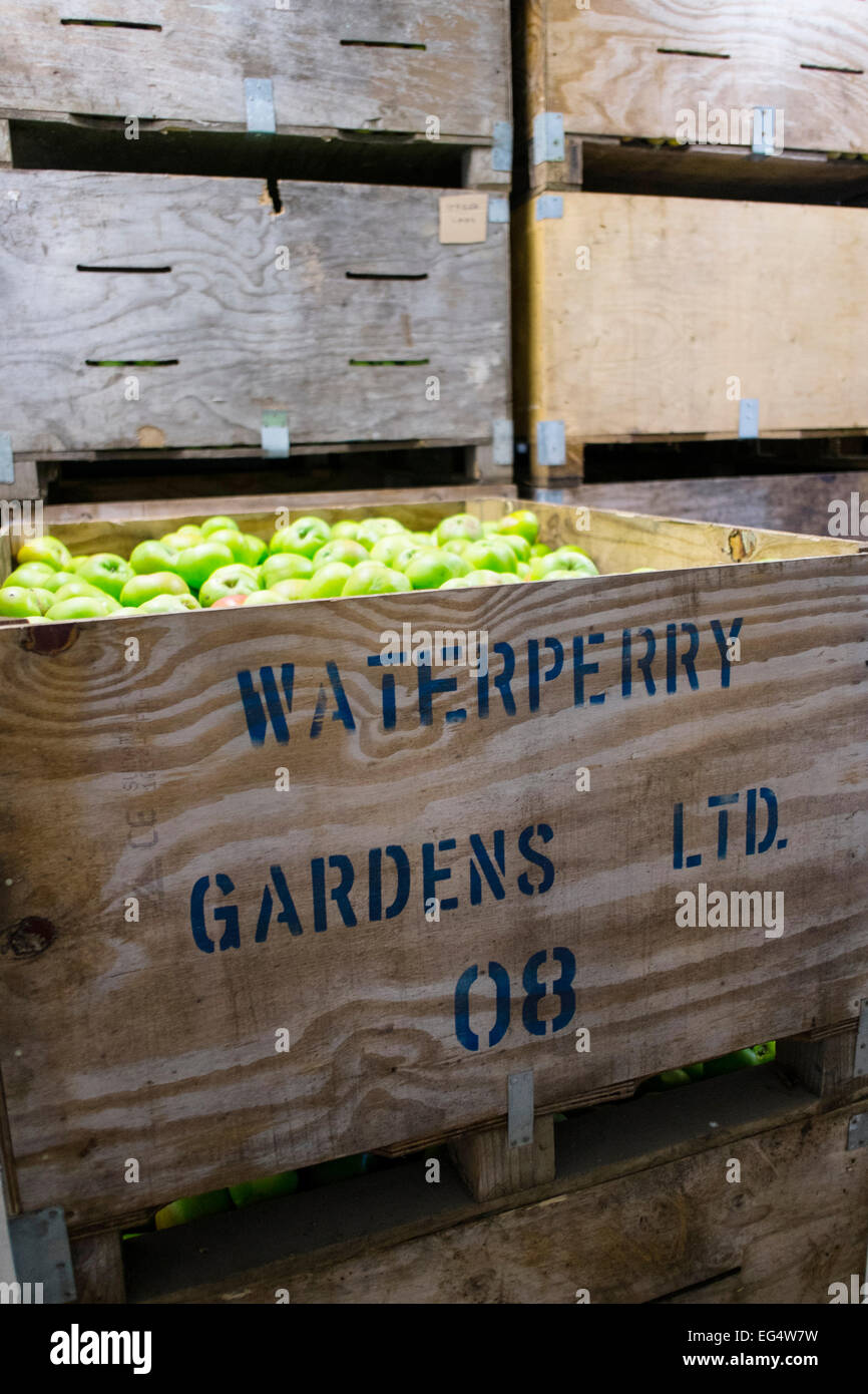 Holzkisten für den Transport von frischem Grün waterperry Äpfel gestapelt Stockfoto