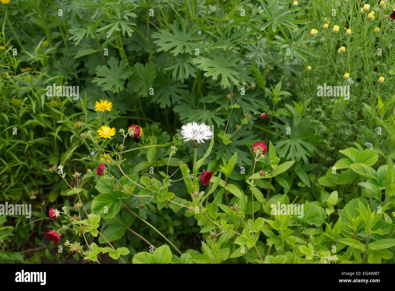 Weiße Squarrose Flockenblume und Löwenzahn in einem Garten Stockfoto