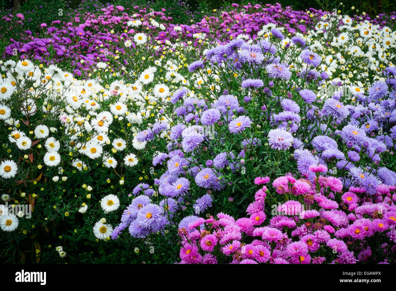 Blumenbeet mit weißen, rosa und lila Astern Stockfoto