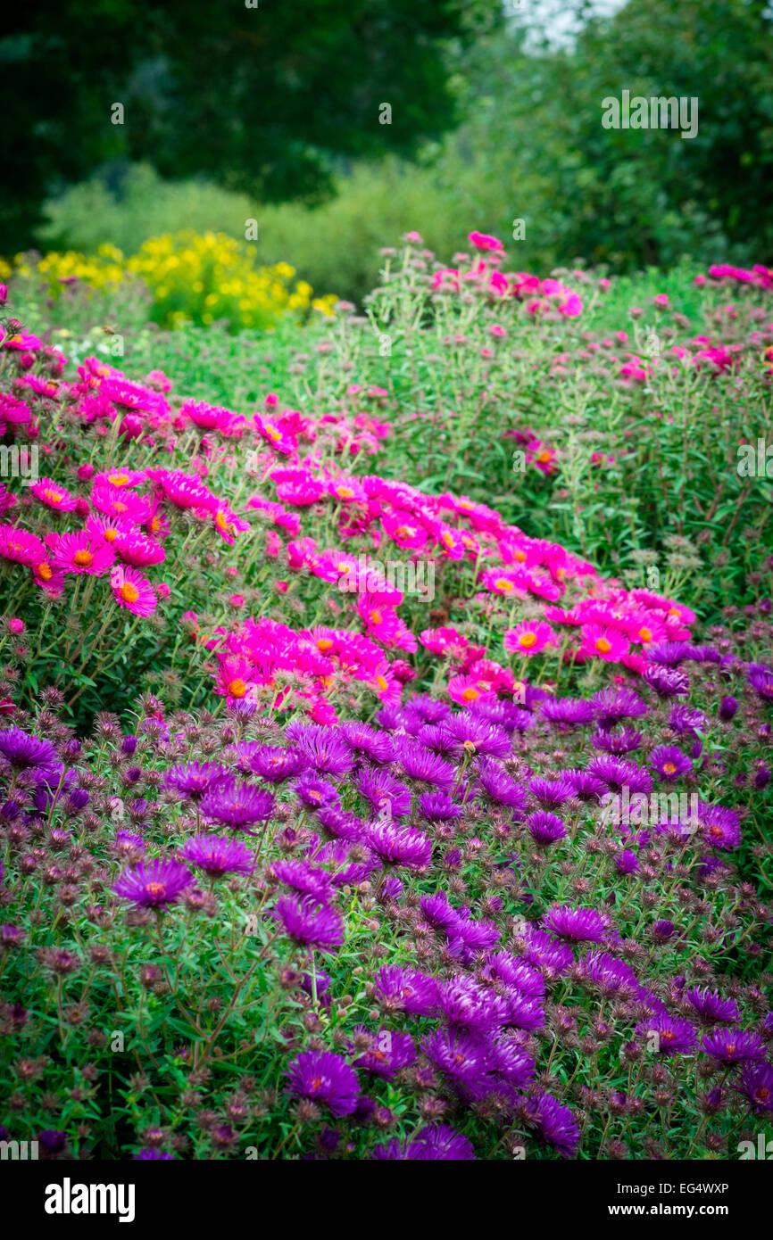 Detail der Garten mit rosa und lila Astern Stockfoto