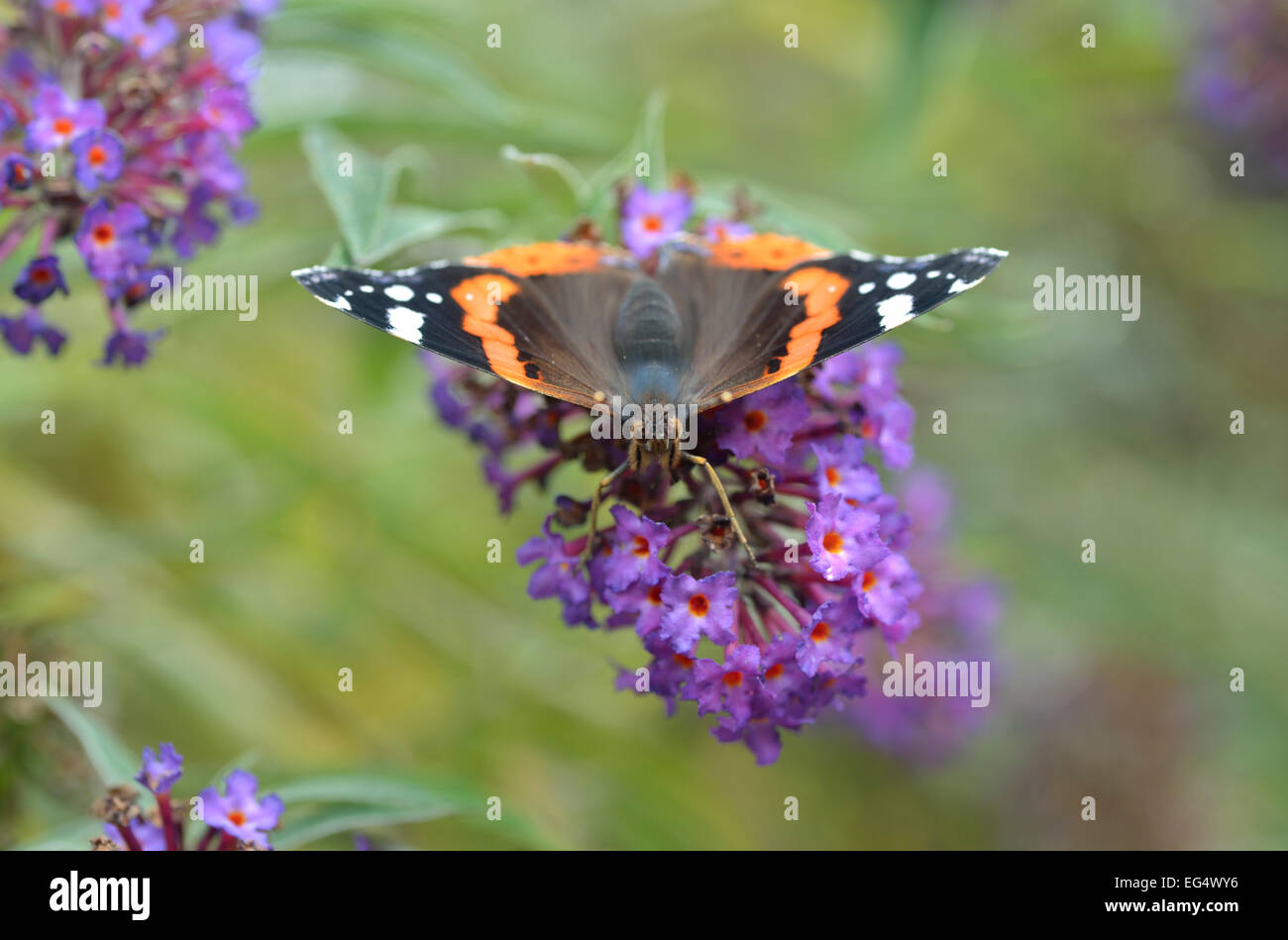 Red Admiral Schmetterling auf Sommerflieder Blumen, UK Stockfoto