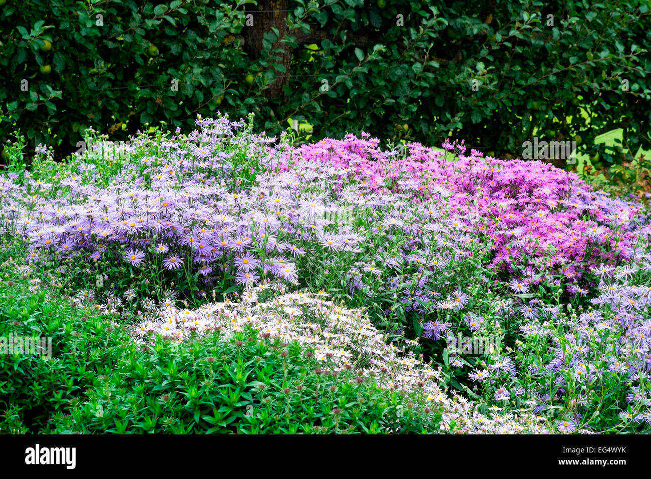 Blumenbeet mit weißen, rosa und lila Astern Stockfoto