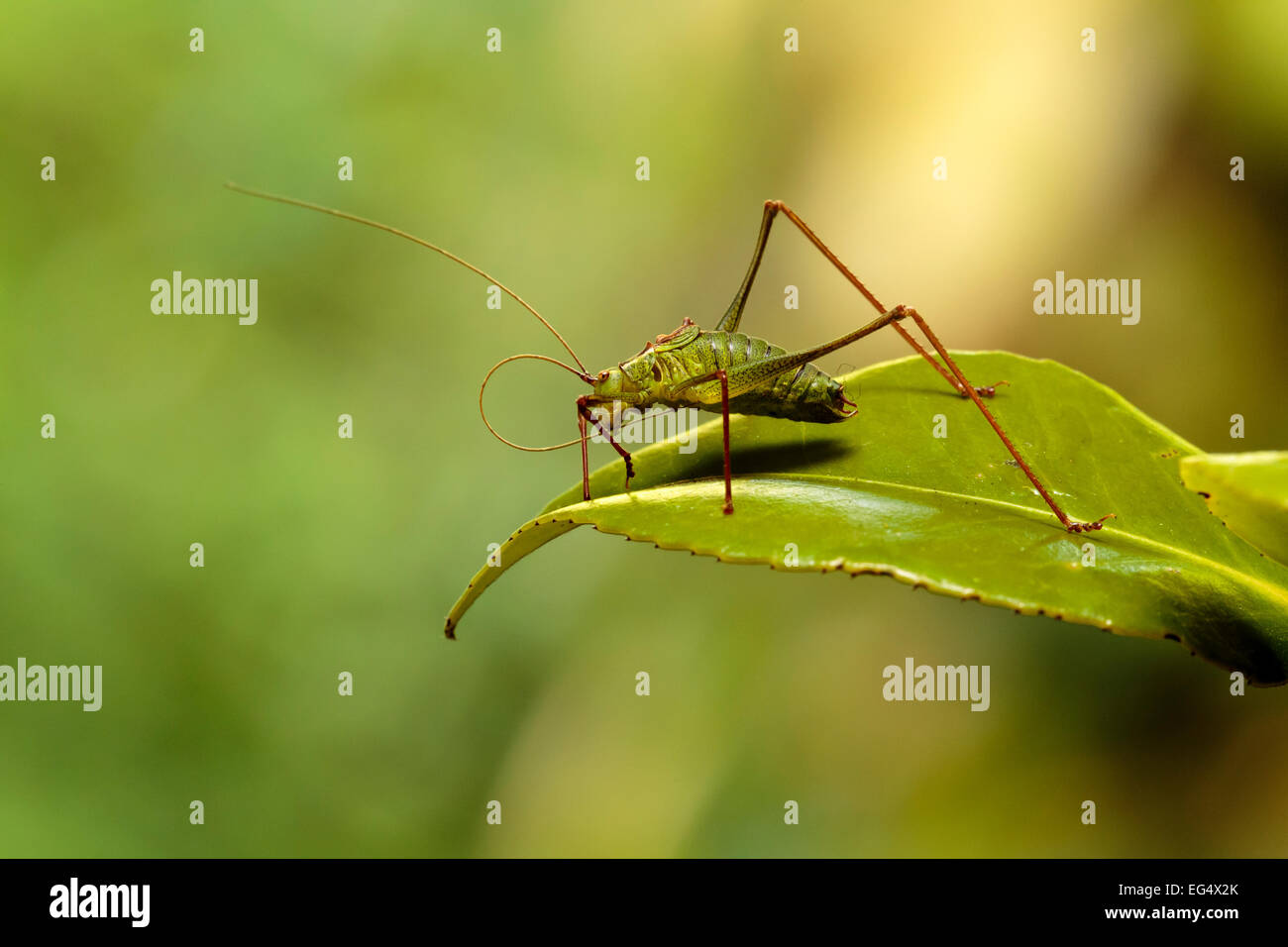 Ein speckled Bush Cricket (Leptophyes Punctatissima) sitzt auf Camelia Blatt und reinigt man seine Antennen Stockfoto