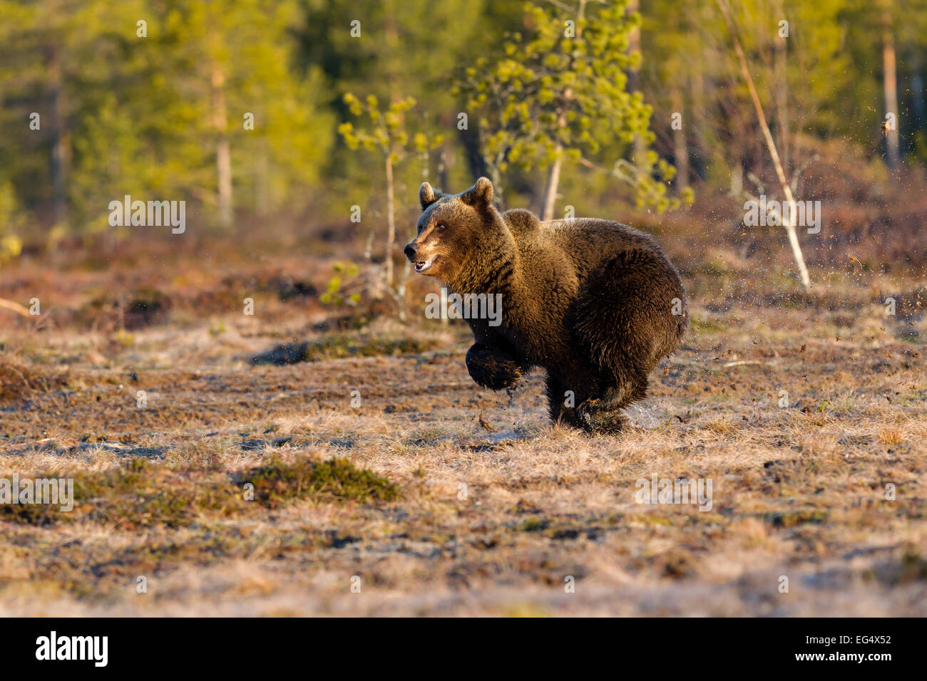 Braunbär (Ursus Arctos) läuft über den nassen Boden; Viiksimo Finnland Stockfoto
