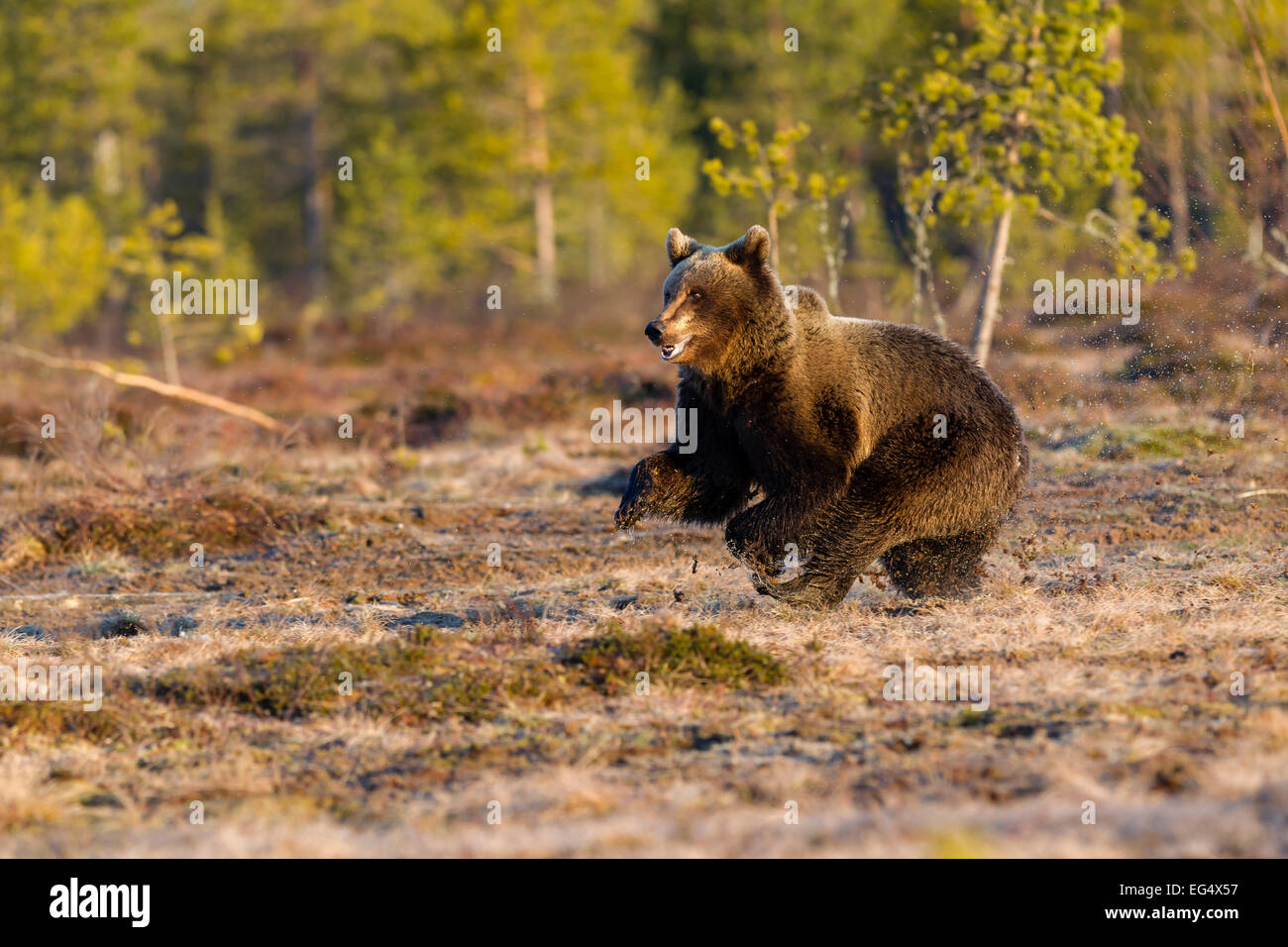 Braunbär (Ursus Arctos) läuft über den nassen Boden; Viiksimo Finnland Stockfoto